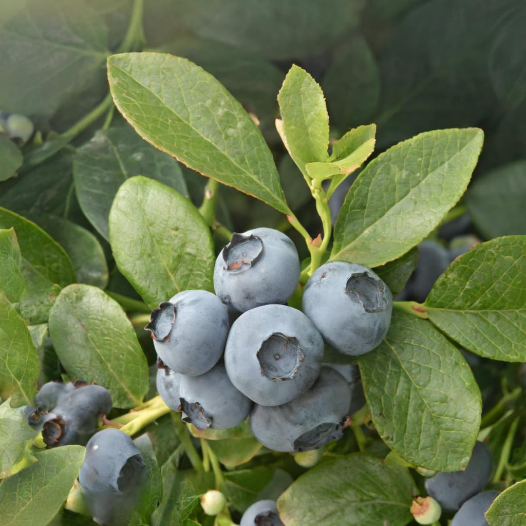 Natural Blueberry Fruit Juice Extract 700g, Pack of 6