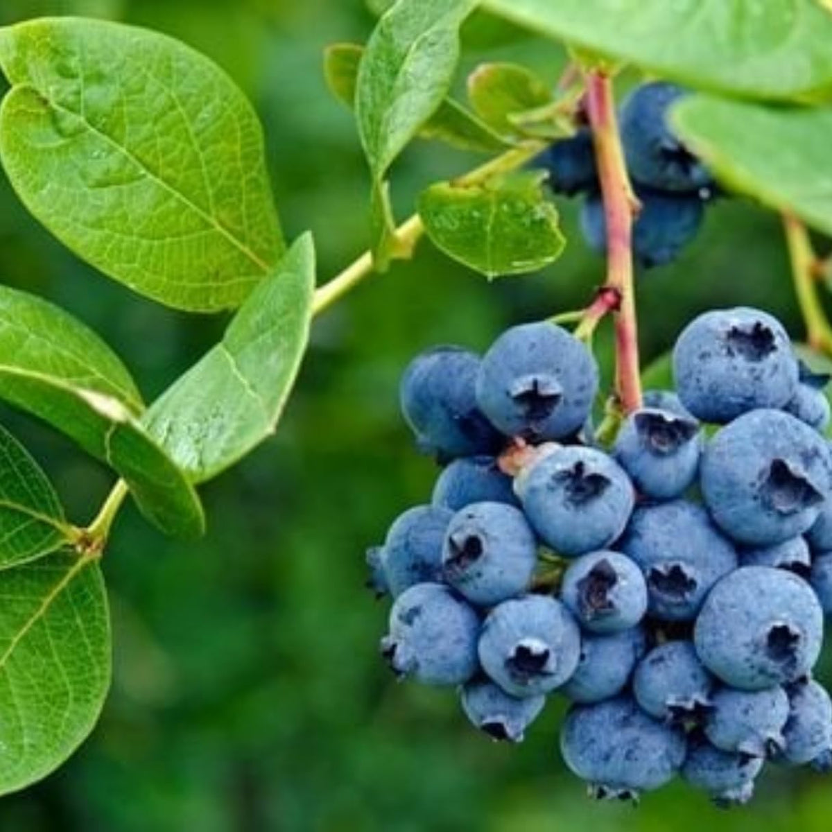 Natural Blueberry Fruit Juice Extract 700g, Pack of 6