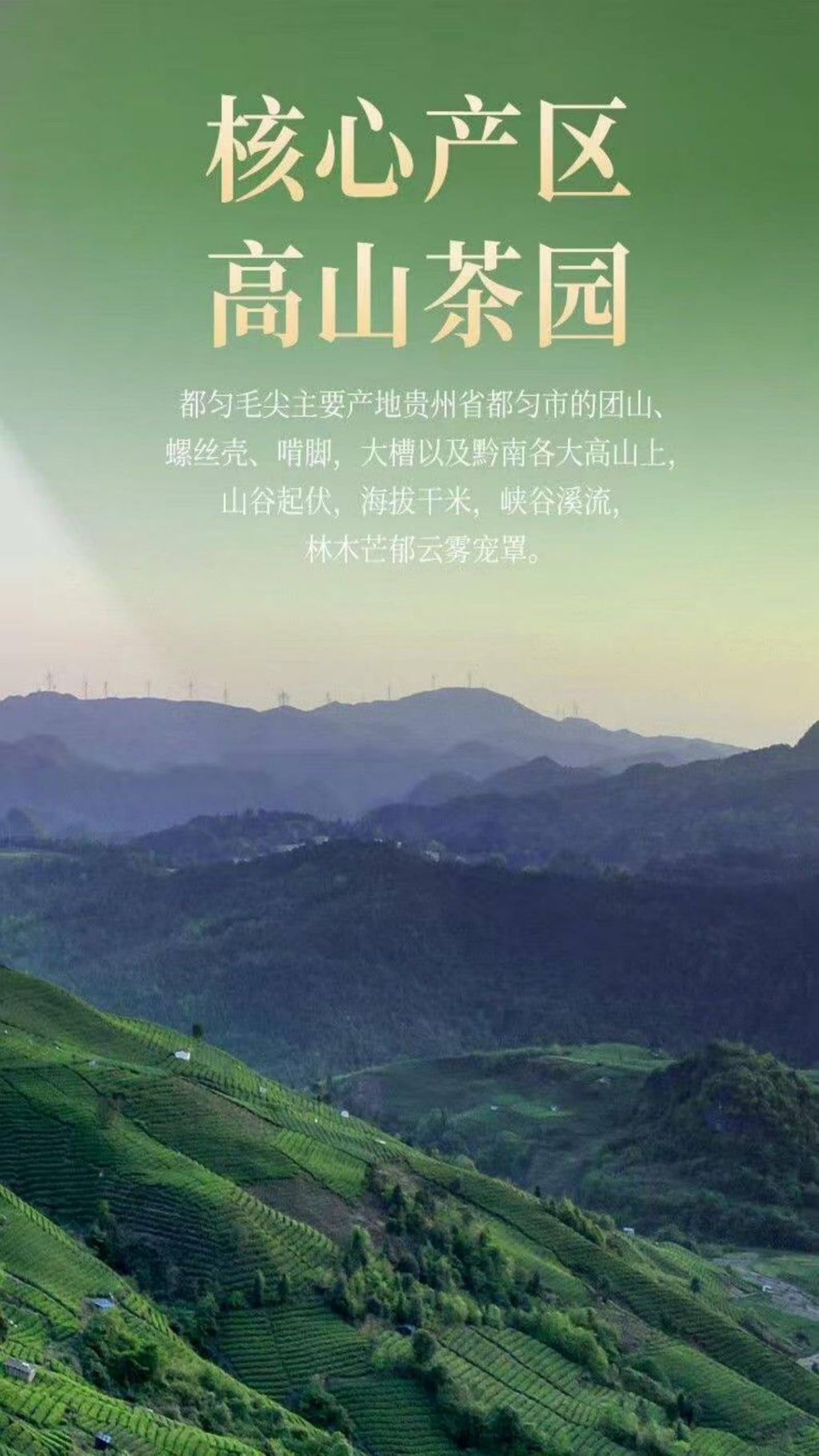 武夷山桐木关 JinJunMei Black Tea 金骏眉 Black Tea 红茶茶叶 特级 Chinese tea,Loose Leaf Tea