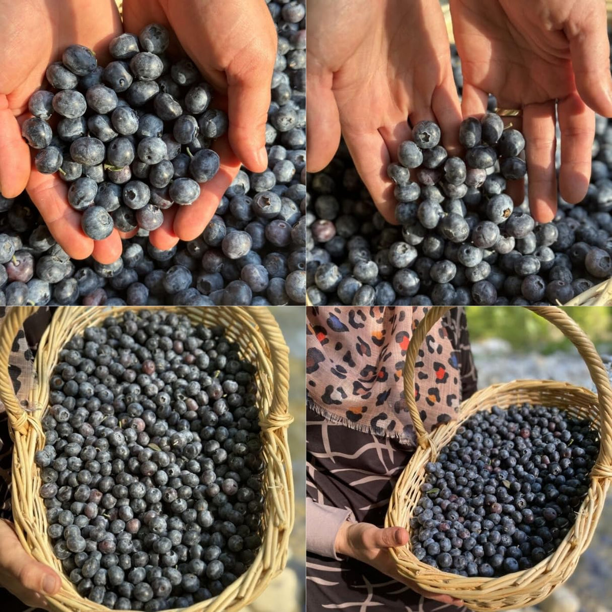 Natural Blueberry Fruit Juice Extract 700g, Pack of 6