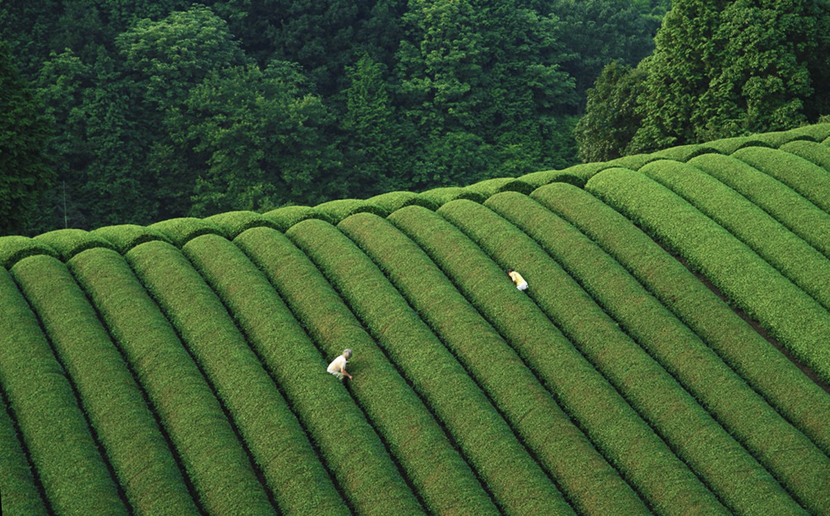 Matchaeologist - Meiko Premium Ceremonial Grade Matcha