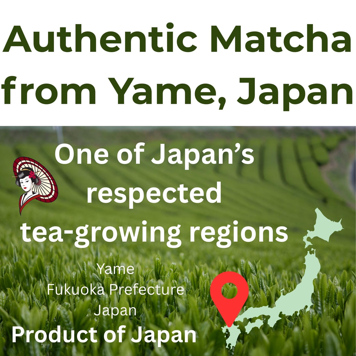 Japanese Culinary Matcha Powder – Bulk Matcha for Latte, Smoothies & Baking – Smooth Flavor, Low Bitterness – Product of Yame Japan – 1kg / 20kg Bag